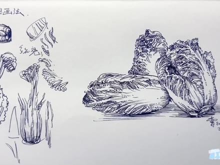 零基础如何画大白菜/白菜详细速写教程 #手绘 #速写 #钢笔画速写 #绘画 #画画 #钢笔画 #速写教学 #零基础学画画 #绘画教程 #每日一画