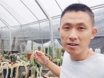 九尾狐多肉很受欢迎,到底怎么养?需要注意什么?