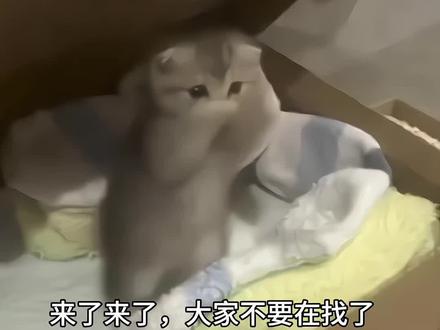 小猫ai视频 猫咪跳舞ai软件 小猫捂鼻子扇空气ai教程 万一小猫练习了很久呢 ai小猫跳舞 小猫跳舞表情包 一句AI就否定小猫所有的努力啊 小猫ai跳舞 猫咪:你以为我怕你呀 天生我萌必有用 ai小猫 小猫跳舞 小猫捂嘴跳舞ai指令 小猫捂嘴跳舞ai怎么做 小猫捂嘴跳舞ai制作教程 捂嘴跳舞小猫 小猫老弟 小猫AI视频制作教程 捂鼻子跳舞视频AI 跳舞视频ai教程小猫跳舞的意义 #由小云雀seedance2.0制作 #小云雀AI #小云雀爆款马上成片 #小云雀seedance#用小云雀Agent短剧一键直出