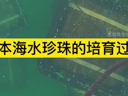日本海水珍珠的培育过程#科普 #涨知识 #冷知识 #珍珠 #海水珍珠#akoya珍珠 @DOU+小助手