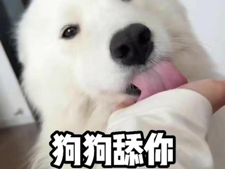 狗狗为什么会舔人#宠物知识 #狗狗#宠物#宠物科普#养宠