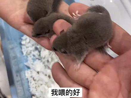 #西班牙睡鼠 好多玩家都称为低配版小蜜,想象力太丰富了
