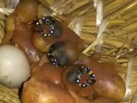 鸟宝宝有多内卷?长出吓人的嘴巴,只是为了让父母投喂? #科普知识#奇妙的动物#七彩文鸟#科普一下