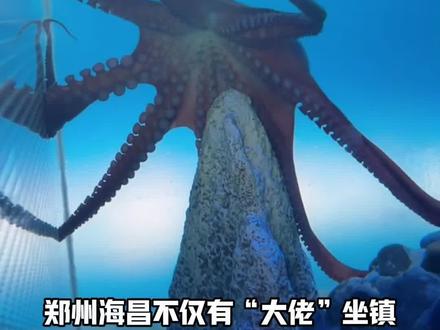 你说郑州能看到巨型章鱼,那我真得去看一趟了#起猛了在郑州看见巨型章鱼#巨型章鱼来郑州了#河南人骨子里的善良与实在#郑州#郑州旅游推荐地