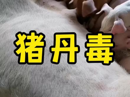 最近秋冬季节多发的问题#猪丹毒