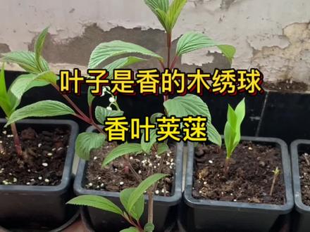 这个香叶荚蒾,大家有想闻一下它的叶子的吗?#香叶荚蒾 #粉色木绣球 #三农流量扶持计划 #木绣球#中华木绣球