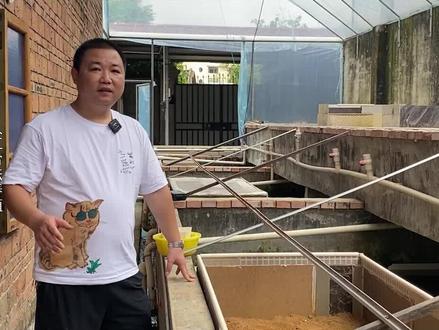 别人的西非侧颈龟还没下蛋,我们出了几百苗