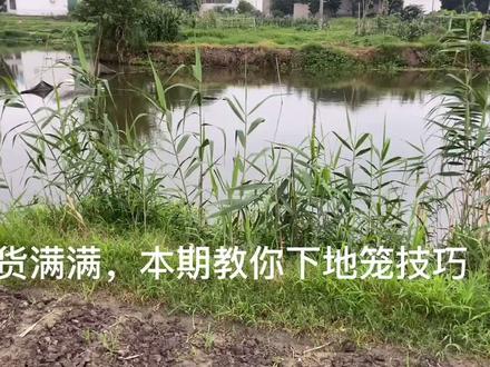 #放地笼啦 教你正确放地笼,鱼货满满!#捉鱼 #农村放地笼