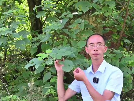 常见构树又名楮桃,果与花穗可吃,汁液收集10毫升60元 #植物 #中草药 #构树 #三农 #农村生活