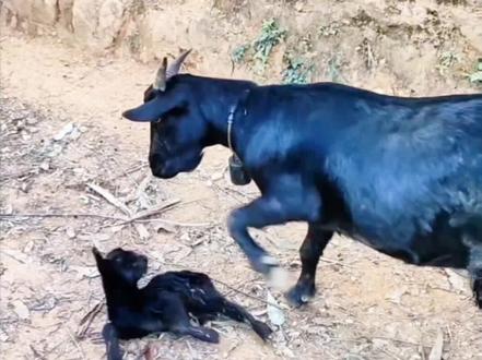 母羊为什么要踢刚出生的小羊#养殖人加油