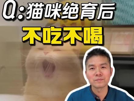 猫咪绝育完回家护理注意事项,快为你家主子收藏起来!#猫咪绝育 #西安京和动物医院 #西安宠物医院 #猫咪绝育护理