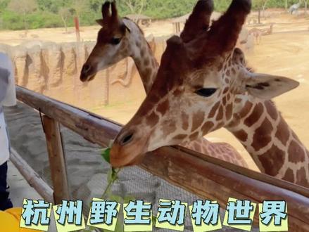 杭州野生动物世界攻略大全来了#心动五一 #亲子游玩好去处 #五一宝藏遛娃地推荐 #野生动物零距离 #五一趣杭野