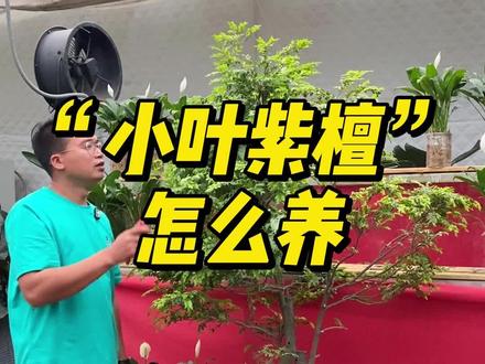 “小叶紫檀”怎么养?#小叶紫檀 #黑骨茶盆景 #绿植