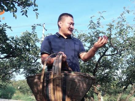 
晓田祥选用的花椒正是来自韩城,为了确保品质,品牌创始人田松华亲自走进万亩椒林,深入高质量原产地,精挑细选更优质的花椒。#大山里的原生态 #晓田祥