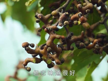 鸡爪子也被称为“拐枣”,果子成熟后特别甜,可以把它熬成糖。#新农人计划2021 #农村美食 #拐枣 #鸡爪子