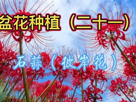 盆花种植(21),石蒜(彼岸花)种植,快来一起学习吧! #一花一草一世界 #花卉绿植 #养花小知识 #花 #盆栽绿植 #园艺 #养花修心 #彼岸花 #石蒜 #家庭园艺