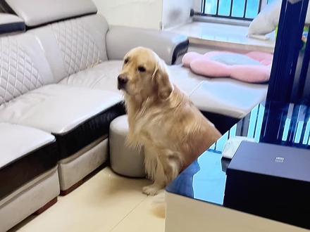 又又又又又又又又挨打了! #金毛 #狗狗的心思都写在脸上了 #鬼迷日眼的金毛 #假如狗狗会说话 #四川方言