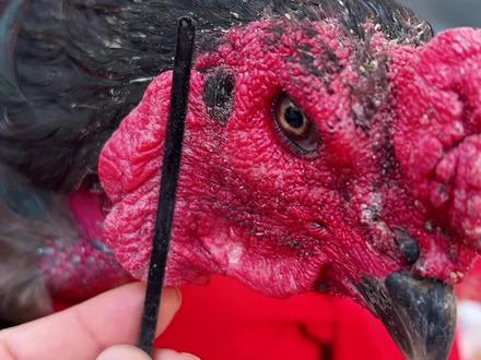 斗鸡剪下冠教程#抖音养鸡人 #越南斗鸡#斗鸡爱好者