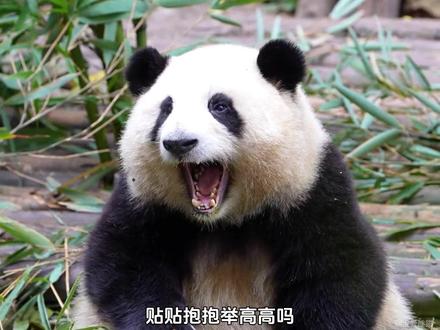 别被大熊猫的超萌外表所迷惑了!它是熊不是猫,豹子见了都得跑! #大熊猫和花 #国宝熊猫 #国宝不愧是国宝 #萌到爆炸了💥 #动物科普