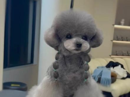 ✨水母头剪毛教程,泰迪造型天花板!#宠物美容培训 #宠物店 #泰迪 #宠物美容师 #救助流浪狗