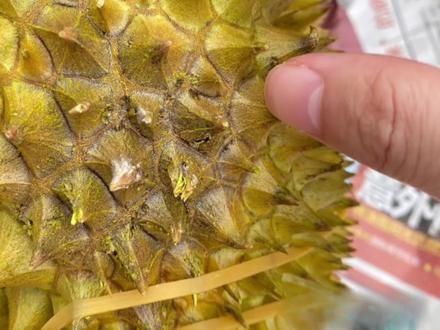 我们遇到这种烂刺榴莲最好不要购买,里面的果肉可能已经受到细菌污染。#榴莲 #金枕榴莲 #开榴莲 #挑榴莲 #烂刺榴莲