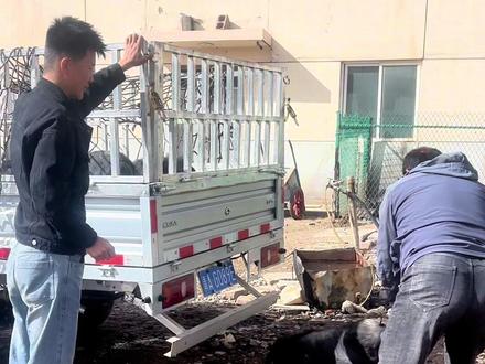 即便受伤了,也要想办法做自己的工作,感谢家人的帮助!#我的乡村生活 #三农养殖 #藏香猪