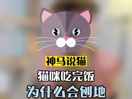 猫咪吃完饭为什么会刨地#科学养宠攻略 #新手养猫 #宠物知识