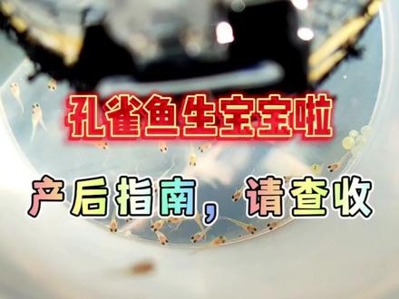 家里的孔雀鱼生小鱼了!正好和大家分享一下孔雀鱼的产后护理! #孔雀鱼