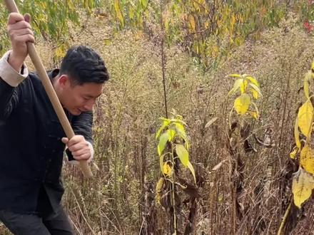 菊芋在我们这边叫洋姜鬼子姜,以前曾被大面积种植#植物科普 #菊芋 #洋姜