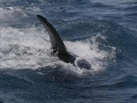 虎鲸捕猎座头鲸高清全过程!#动物捕食 #高清 #虎鲸#座头鲸