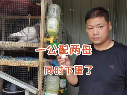 一只公鸽配两只母鸽都同时下蛋了,可把公鸽子忙坏了,这可咋整 #养鸽 #养鸽人 #鸽子 #鸽子信鸽