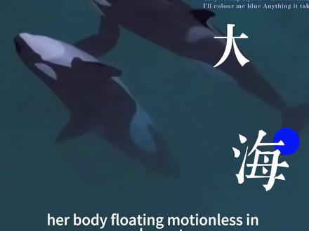 等死的虎鲸母子,面对无人机再次"偏偏起舞" 被遗弃的虎鲸母子,已经被困在法国关闭的海洋公园10个月了。
23岁的 Wikie 和她11岁的儿子 Keijo,仍在空荡而浑浊的水池中苦苦等待一个不确定的未来。
10月26日,美国摄影师 Seph Lawless 用无人机拍下了令人心碎的画面,发布在他ins账号上后,引起了全球范围的广泛关注。目前,已经得到了130多万赞,和近6万评论,转发还在继续。
他说:“母子俩竟开始 “表演”,仿佛终于记起,被人注视是何种滋味。
起初只是缓缓游弋,而后满是雀跃,腾跃、旋转,用着那套它们唯一学过的 “语言”。只是这一次,没有观众,唯有我,和他们对自由的无尽渴望。
他们心中仍存希望,它们的故事尚未落幕,除非我们选择放弃。
致那 5500 万已转发我帖子的人们:我们的声音,已如浪潮般拍打着法国政府的门扉。此刻,更需加把劲 ——请继续转发。#虎鲸 #拒绝动物表演#潜水游世界 #潜水