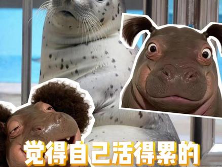 周五了!觉得上班很累的可以看看它俩 #动物冷知识 #热点 #万物有灵 #累了一天放松一下