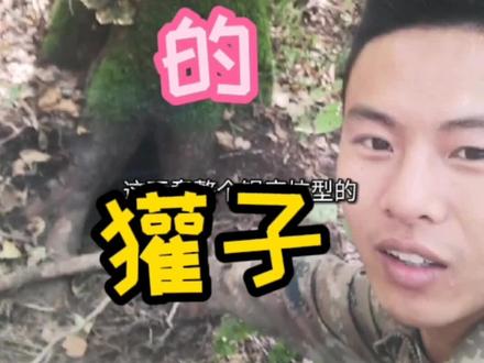 獾子是杂食动物,有肉吃肉,没肉找肉吃,实在没有就吃野果和草根。#涨知识 #科普 #东北 #户外 #我的乡村生活 #野生动物 #野外