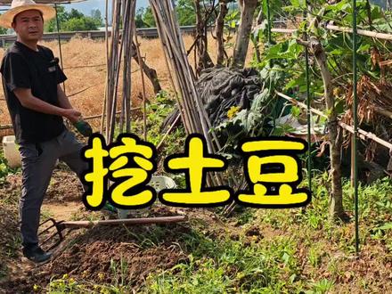 土豆正式开挖,收获尚可#挖土豆 #土豆种植 #自己种菜 #家庭种植
