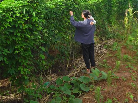 现在很少人吃这个了,到山上摘些木鳖叶打汤,汤鲜味美很下饭#乡村守护人