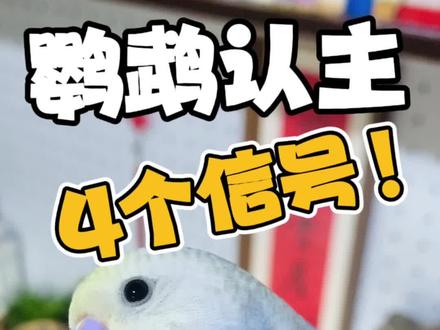 你家鹦鹉认主了吗?鹦鹉认主4大信号~