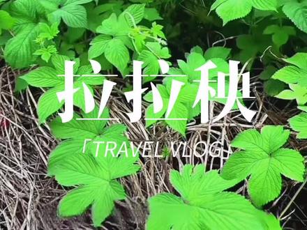 这种难缠的植物就是大名鼎鼎的拉拉秧#拉拉秧#植物科普#涨知识#内容启发搜索 #强烈推荐 @抖音小助手