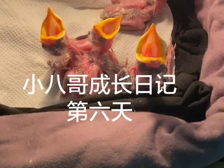 第六天了 小鸟长大好快都爆羽管出来了#小八哥的成长日记