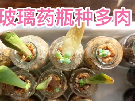 不花钱的许愿瓶,种上多肉小小崽,给它们安上家 #种子发芽 #多肉 #玻璃瓶种多肉