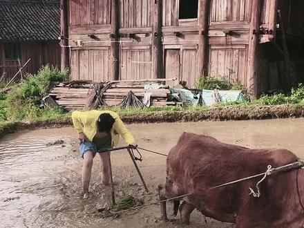 今天教母牛犁田!在农村都要做活路、姐妹们你们有犁过田吗?