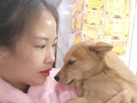 今天带我们土豆回老家接糯米,
接过来要相亲相爱,不能打架,我也想糯米粉丝,姐妹们也想糯米了,现在走到哪都要把豆豆带到哪?要不然又要像昨天一样在家哭鼻子#爱吃醋的臭土豆