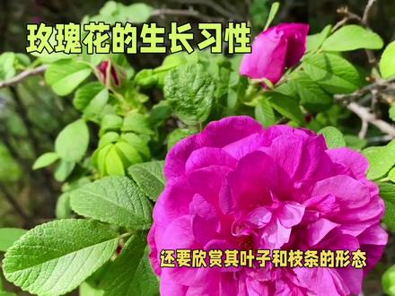 玫瑰花的生长习性#别墅庭院植物 #花卉绿植盆栽 #阳台小院均可种植 #带你识花 #养花修心