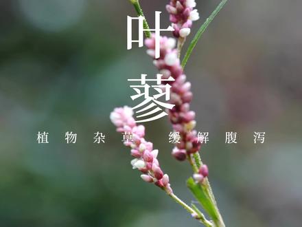 如果出现拉肚子腹泻不止怎么办?那只要你认识这株植物就不必担心了! #dou出新知 #健康