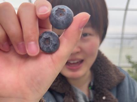 就在城区附近,竟然有一家这么大的蓝莓基地 一年四季都能吃上新鲜蓝莓,趁现在活动还给力,赶快先囤