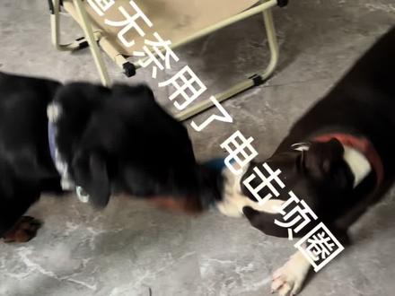 给我家斯塔福用了电击项圈后的使用感受 #斯塔福#电击项圈#斯塔福老电 #一口一只