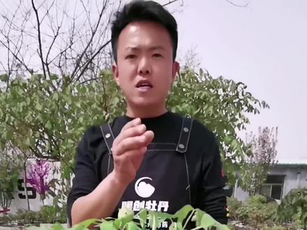 盆栽牡丹养护知识(1)浇水:见干则浇,浇则浇透!#牡丹 #盆栽牡丹养护 #抖音小助手