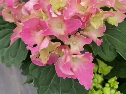 #火星的花园 #火星园艺 #dou 细高跟莱昂漫卷流光花瓣的区别#绣球花 都是波浪边褶皱