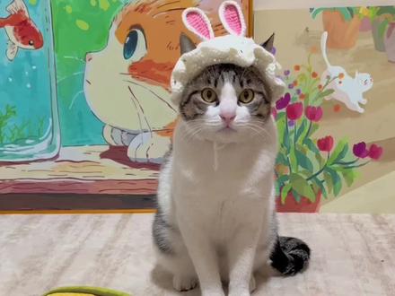 这猫一看就是练家子 #简州猫 #御猫 #这猫要成精了吧 #萌宠猫咪 #蒸蚌