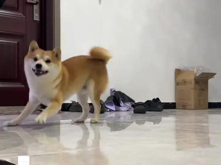 小狗动作图鉴,一看就懂! #新手养狗 #养狗经验分享 #狗狗行为解析 #养狗人 #板鸭趴